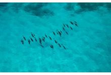 why-maldives’-elite-travelers-swear-by-private-concierge-services