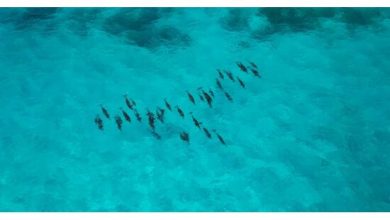 why-maldives’-elite-travelers-swear-by-private-concierge-services
