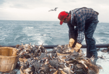 seafood-made-simple:-easy-crab-delivery-brings-maryland’s-best-to-your-home