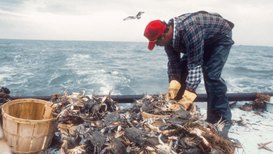 seafood-made-simple:-easy-crab-delivery-brings-maryland’s-best-to-your-home