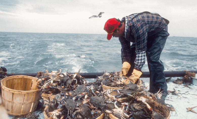 seafood-made-simple:-easy-crab-delivery-brings-maryland’s-best-to-your-home